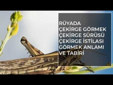 Rüyada Çekirge Görmek Ne Anlama Gelir? Rüya Tabirleri