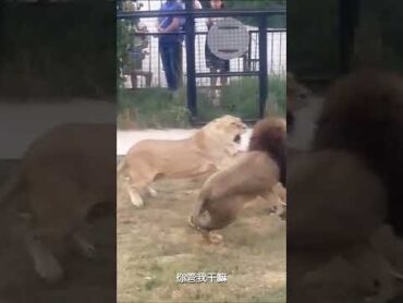 Tiger and lion fight, their respective families