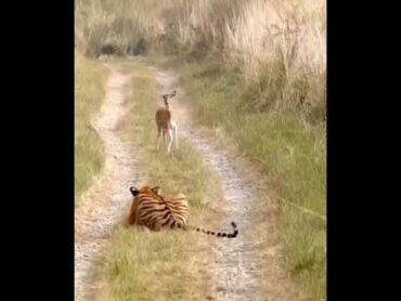 A Skilled Tiger Hunts and Gives the Antelope a Head Start Before its Last Breath