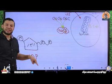 بأبسط طريقة افهم درس التنفس الخلوى  انشطار جزئ الجلوكوز  احياء الصف الثانى الثانوى