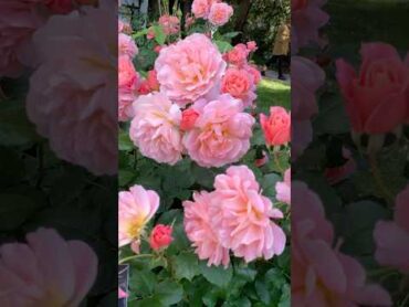 Gorgeous roses floribundas rose garden nature flower viral floribundarose floribunda matimum