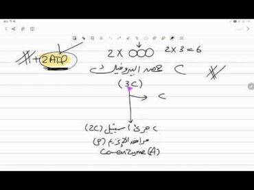 أحياء تانية ثانوي  التنفس الخلوي (٢)  انشطار الجلوكوز ودورة كربس وسلسلة نقل الإلكترون 💥