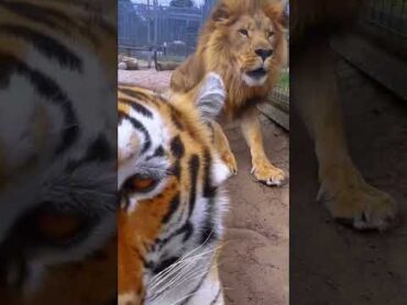 Lion SCARES Tiger!