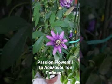 Passion Flowers!! Το Λουλούδι Του Πάθους!!