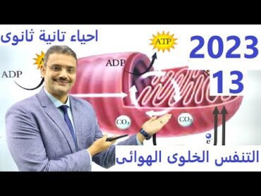 2023 أحياء تانية ثانوى الترم الأول : 13  التنفس الخلوى الهوائي و انشطار الجلوكوز و دورة كربس