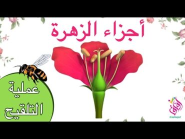 أجزاء الزهرة  مكونات الزهرة  عملية التلقيح  وظائف اجزاء الزهرة الذكرية و الانثوية