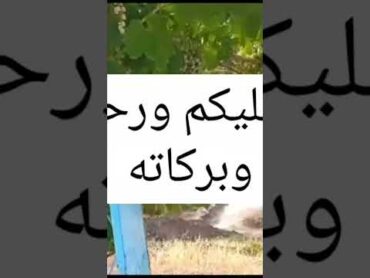 موسيقى رائعة طقطوقة جبلية تحياتي لكم جميعا اسم اسم يااحلى متابعين 🤩♥️