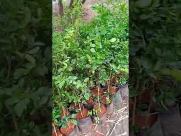 कागदी लिंबू साई सरबती के पोधेfarming shorts viral