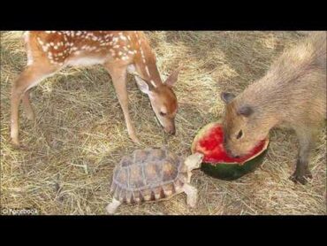 NGEKEWA  / CAPYBARA