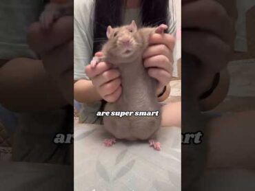 You don’t know the flower rat animals heartwarmingpets petswildatheart