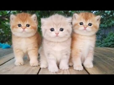 Three little Teddy kittens 😍  Cutest Baby British kittens