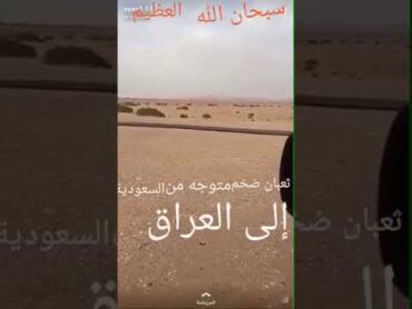 شاهد ثعبان ضخم  يأتي من صحراء السعودية متجه الى العراق