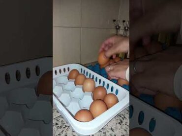 طريقة  الاحتفاظ بالبيض لمدة طويييييييلة 🐣🐣🐣   البيض  الدجاج