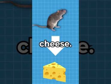 Why Do Rats Like Cheese? 🤨 shorts viral