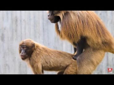 BABOON HAVING SEX !