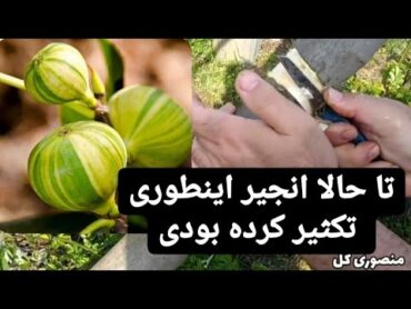 ریشه هوایی از درخت انجیر ( سه سوته نهال انجیر تکثیر کن )