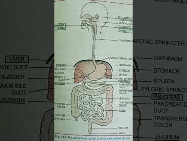 Human biology neuroscience books school digestivehealth