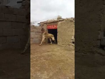 كلب كنجال تركي kangal dok