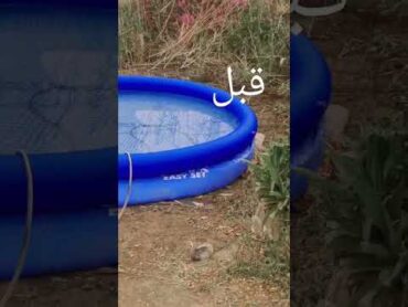 مسبح