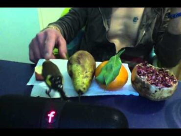 chardonneret bob le mek mange 5 fruits par jour