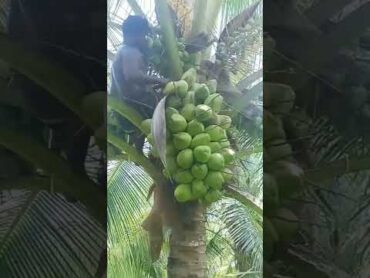 🌴Beautiful Coconut tree trendingamazingshortsyoutubeshortsvideoreels2024happyyoutube