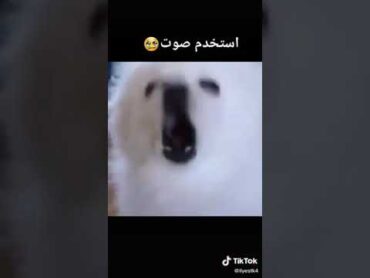 اغنية تابوت الموتى بصوت كلاب رائع