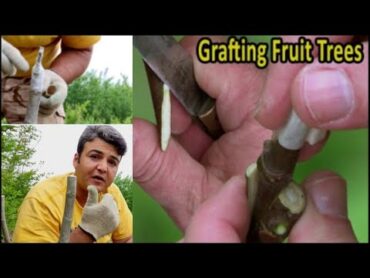 پیوند درخت انجیر و نکاتی مهم و مشترک در پیوند که قبل از شروع باید رعایت کنید/grafting technic