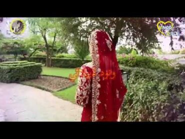 Sindhi wedding New Song Singer Zafar Detho