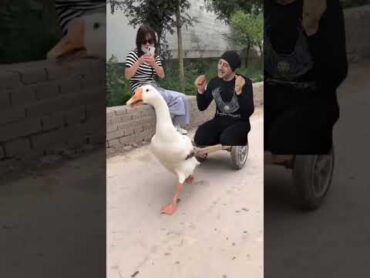 البطه البطه البطة 🦢  duck