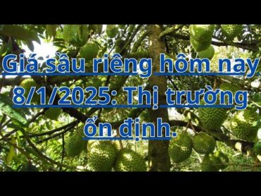 Giá sầu riêng hôm nay 8/1/2025: Thị trường ổn định.