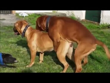 Dog mating  dog mating in session  animal mating