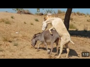 تزاوج الحمير. Desert Donkey videos