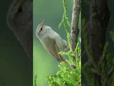 🐦【鳥図鑑】🐦ホトトギス（116）Lesser Cuckoo