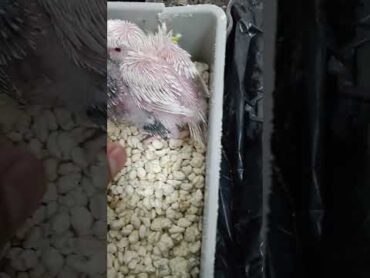 فروخ باجي هوجو هولندي 💙🖤🤍 باجي لايك اشتراك birds birdslover cockatie