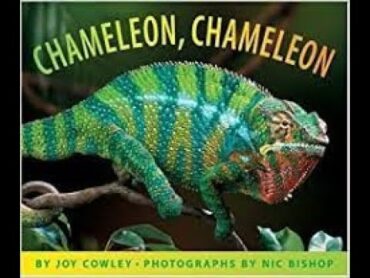 Chameleon, Chameleon