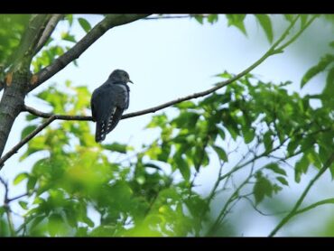 ホトトギスの声を聞きながら　Lesser Cuckoo