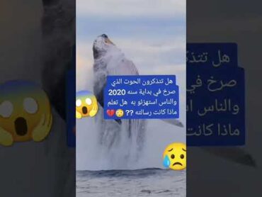 صوت الحوت الازرق المخيف.  الاوركا القرش shark  تفاعل reviews reviewsandgiveaways 2023 2m