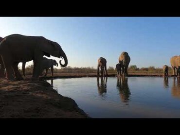 Motabole PhotoMashatu Hide Session  Elephants 2024