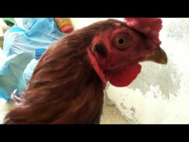 اصیل اور کراس کی پہچان اور خصوصیاتIdentifications of real and cross breed of rooster