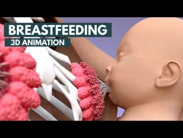 Breastfeeding  3D Animation