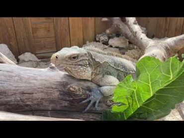 Enrichment for Cyclura Iguanas! Providing enrichment for reptiles with my Lewisi Hybrid Iguanas!