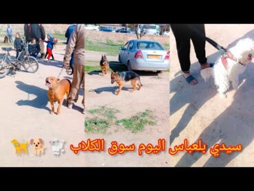 سيدي بلعباس اليوم سوق الكلاب 🐩🐕🦮