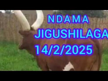 NDAMA JIGUSHILAGA UJUMBE WA BABA YAKE 14/2/2025 BY SHULE STUDIO MSUABAZAJI