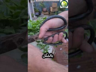 زراعة نبات حي علم او قطرة الندي 🌿🌸 زراعة الأسطح اشجار فلسطين garden اكسبلور سماد زراعة