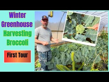 "Winter Greenhouse Brassica: Growing, Harvesting, and Processing Broccoli for YearRound Harvest!"