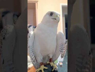 Gyr falcon largest falcon in the world falconry falcon eagle birds animals wildlife dog cat