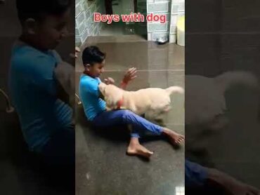 Girls with dog vs boys😅😍 shortsfeed shorts shortvideo viral trending youtube foryou funny