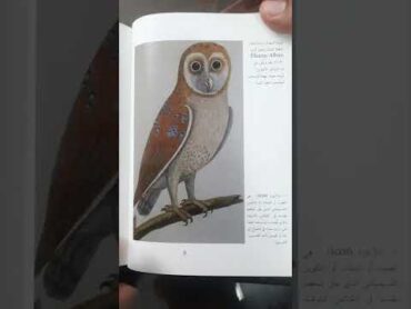 كتاب البومة من سلسلة الحيوانات  كتاب جديد