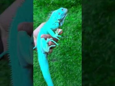 Aqua blue iguana 🦎 rap music hiphop song emiwaybantai dog birds cate bulldog par9310000483