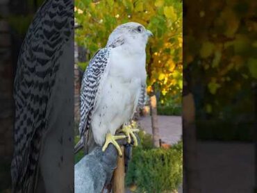 Largest falcon in the world Gyr Falcon falcon birds nature wildlife animals explore